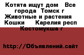 Котята ищут дом - Все города, Томск г. Животные и растения » Кошки   . Карелия респ.,Костомукша г.
